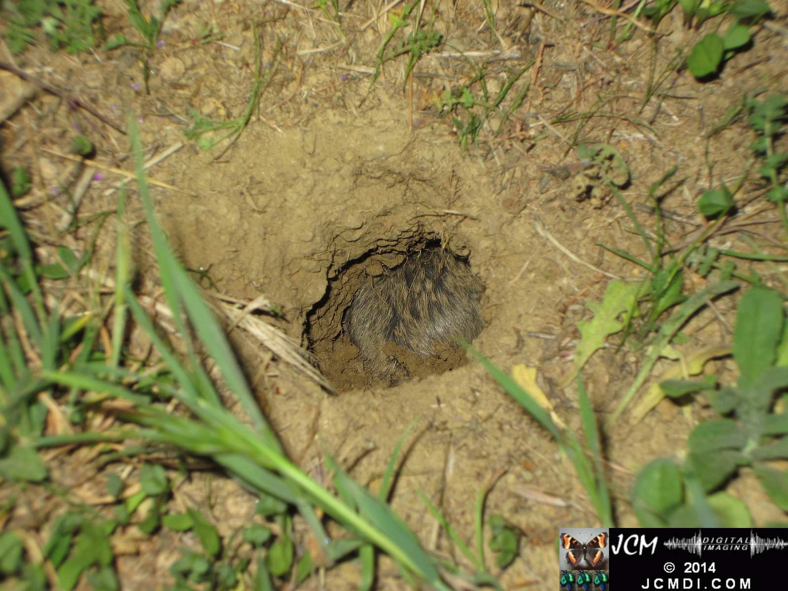 Pocket Gopher Catch and Release close-up